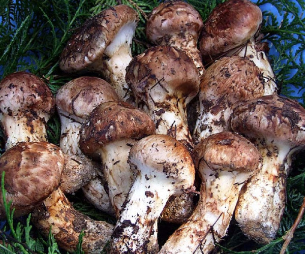 Matsutake Mushroom Festival