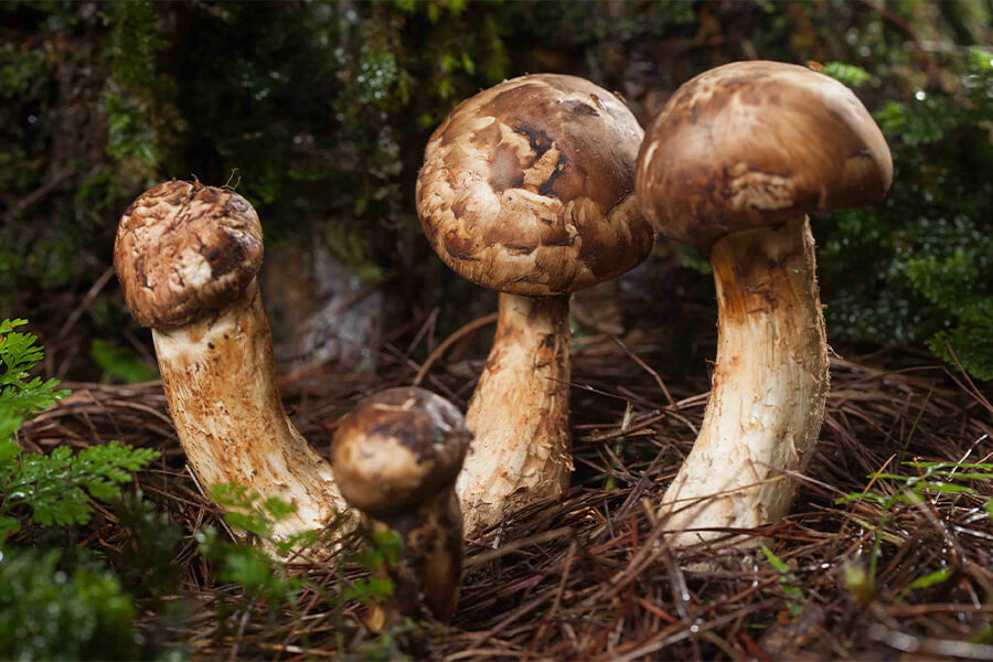 Matsutake Mushroom Festival